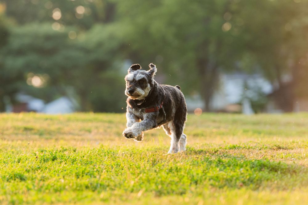 Dog pet portrait photo