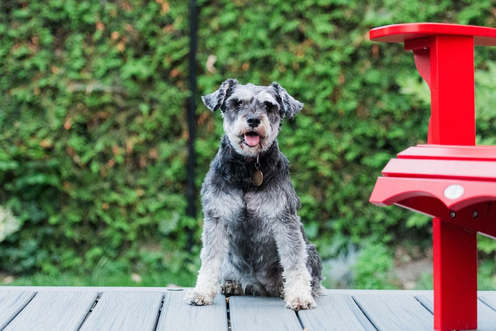 Dog pet portrait photo