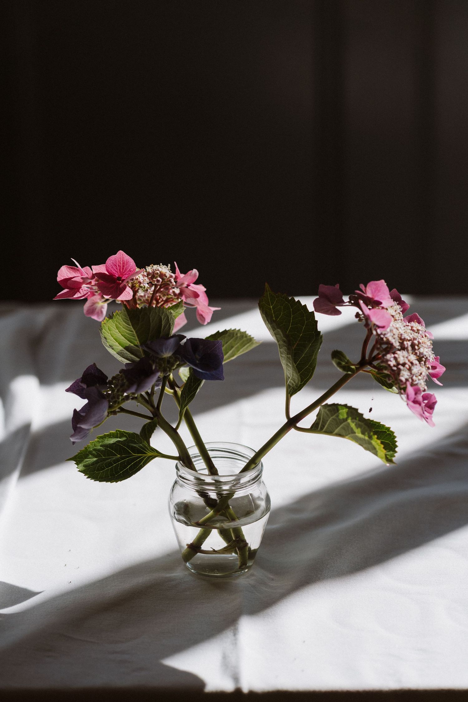 Pink flowers in small glass vases cast dramatic shadows on a white surface in a series of minimalist still life images.