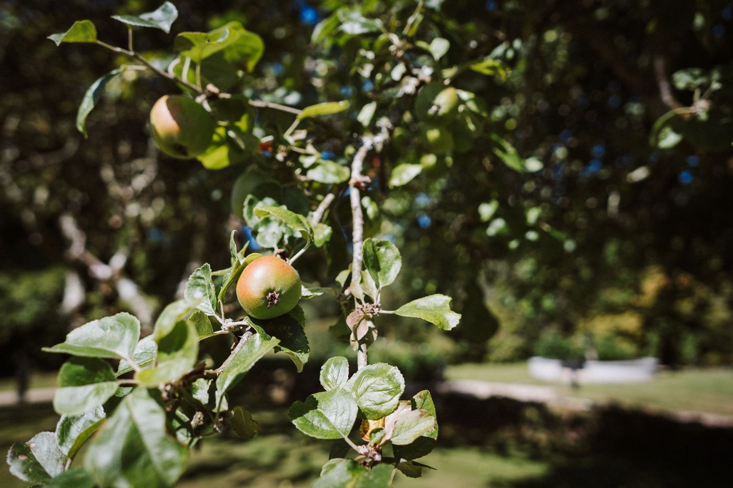 Ripe apples growing on tree branches in a sunlit orchard with green foliage in the background.