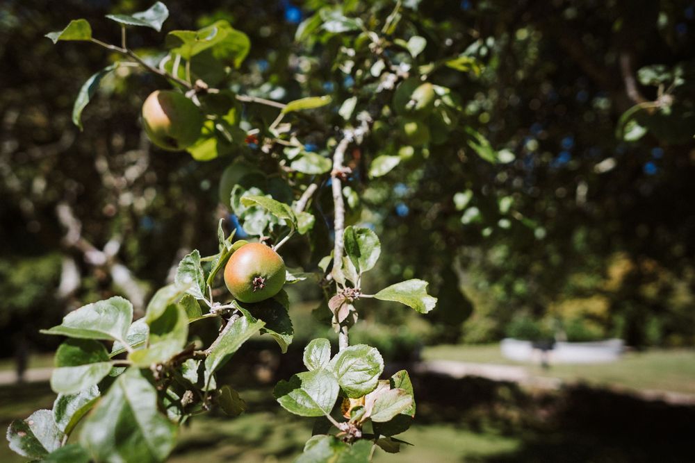 Ripe apples growing on tree branches in a sunlit orchard with green foliage in the background.