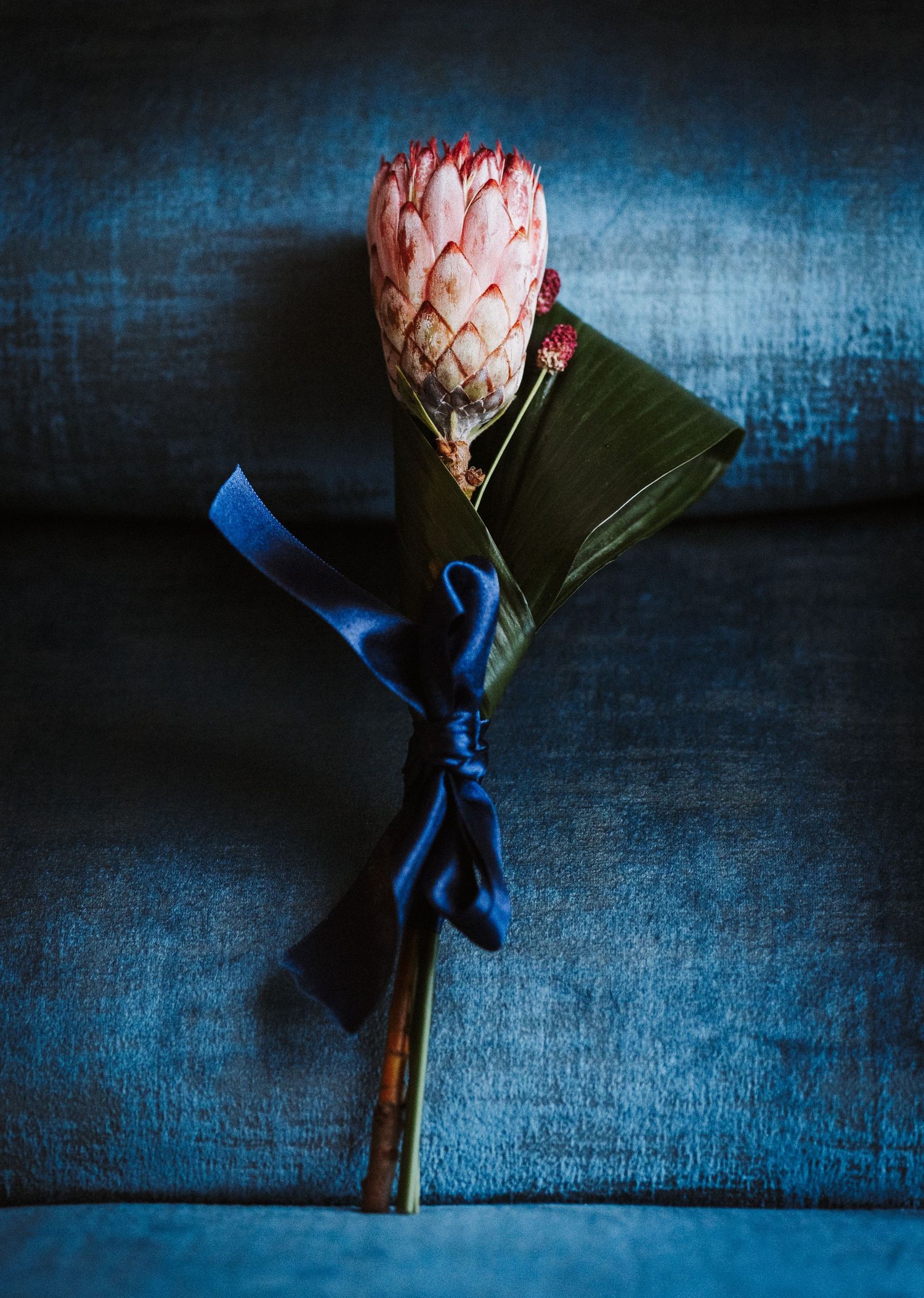 A series of close-up photos showing the process of untying a blue ribbon from a pink protea flower against a dark background.