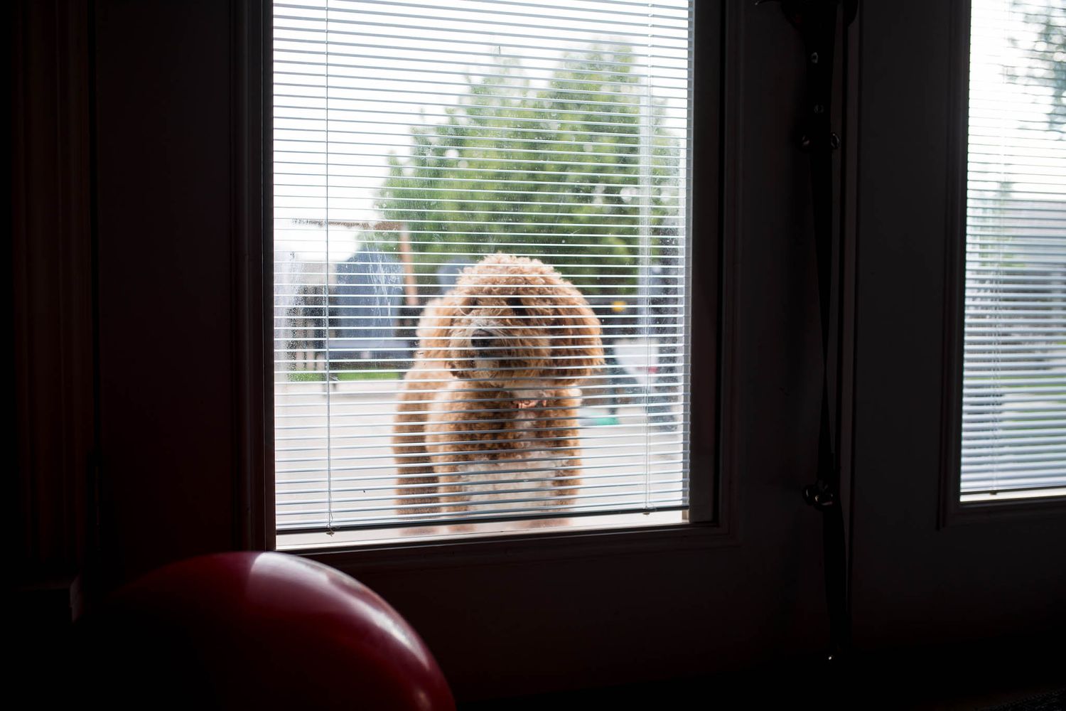 A fluffy goldendoodle dog peers curiously through a window from the outside.