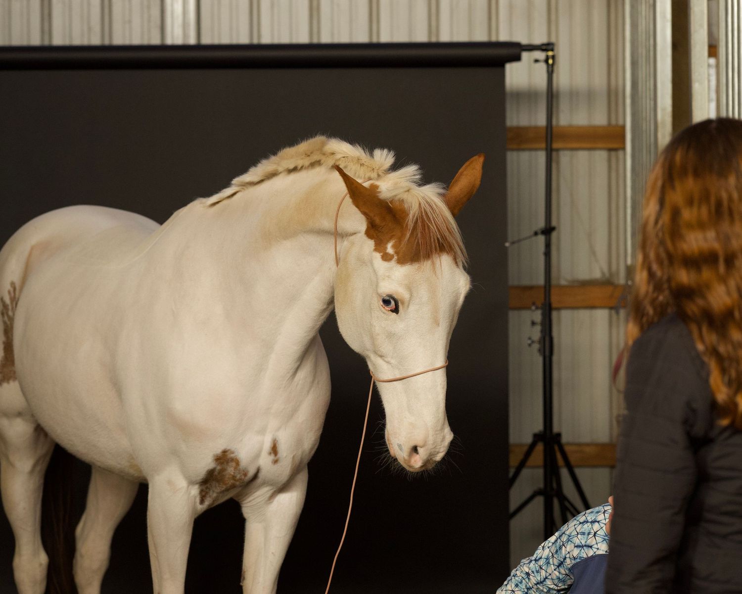 Behind the scenes of black background equine photoshoot. Paint horse portrait with black background for equestrian or western decor