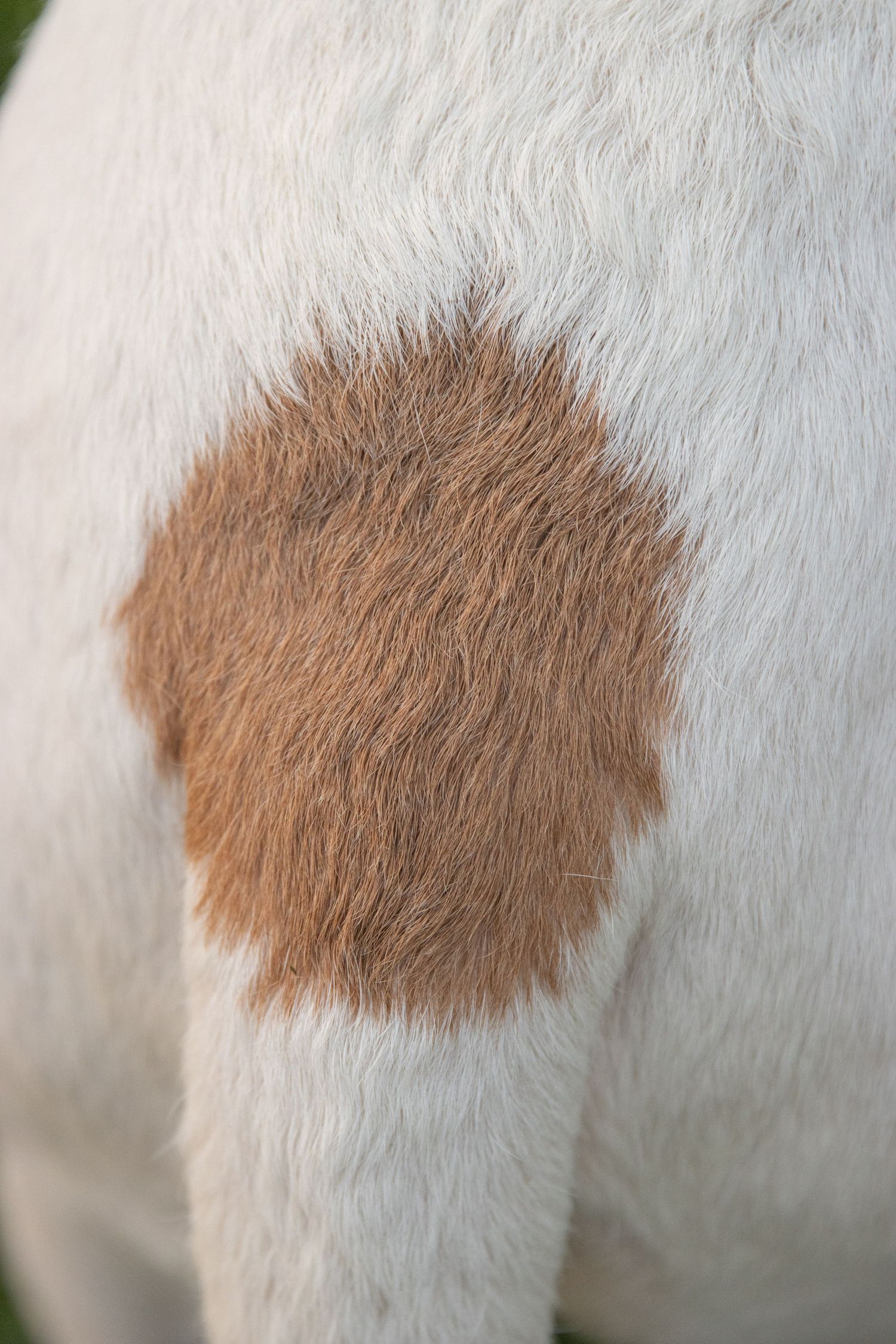 Close-up of a brown spot pattern on white animal fur showing natural markings and texture.