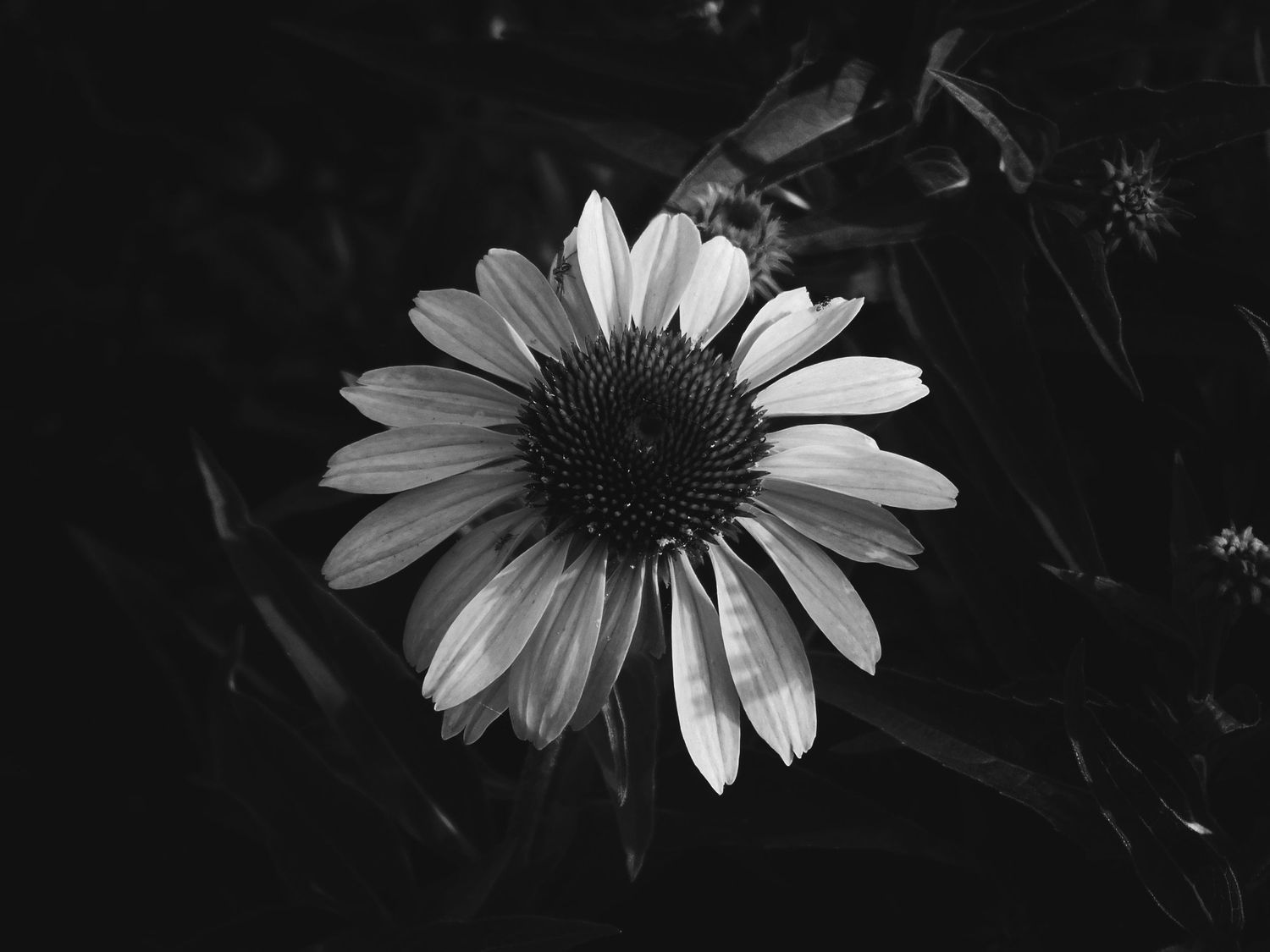 A black and white photograph of an echinacea flower with delicate petals against a dark background.