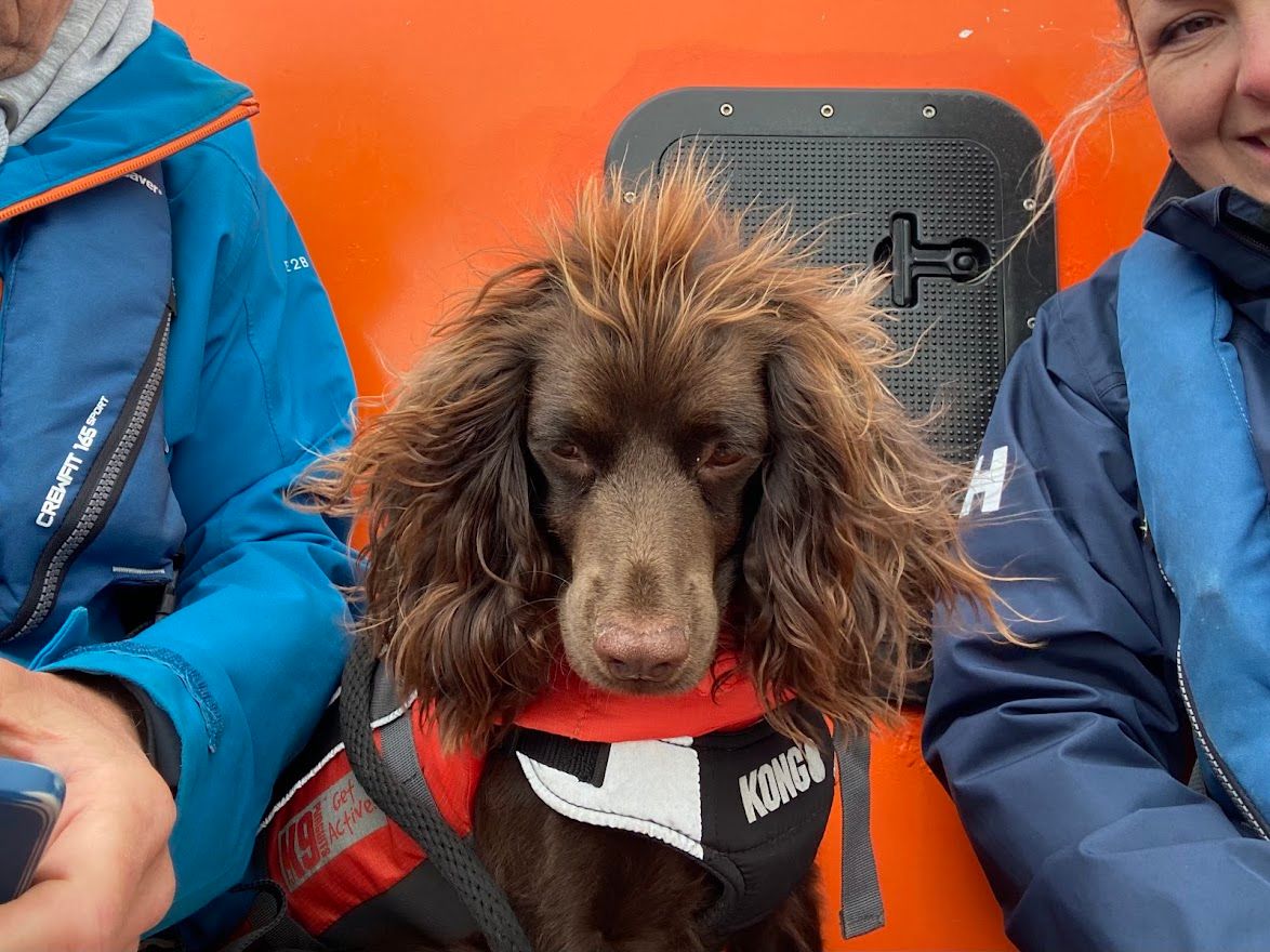 A brown cocker spaniel wearing a red harness sits between two people in blue jackets against an orange background.