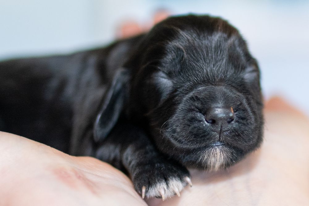 A tiny black newborn puppy with closed eyes rests soundly in someone's hands.