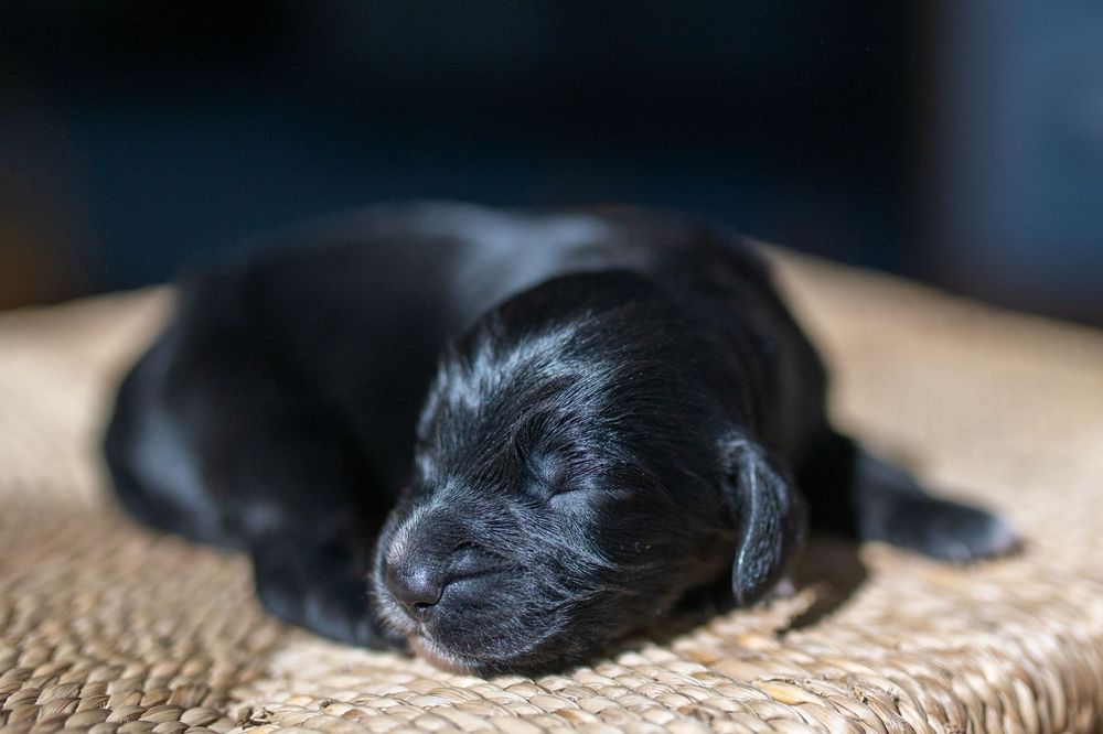 Sleeping black puppy rests peacefully on textured beige rug with soft focus background.