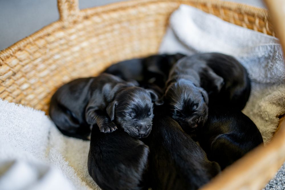 Several black Labrador puppies sleeping together in a cozy woven basket lined with white towels.