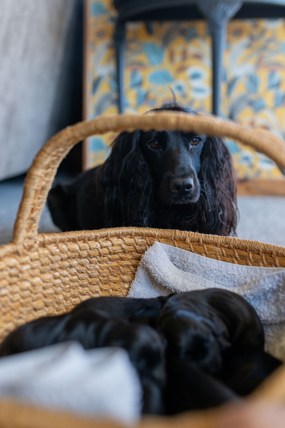 A black cocker spaniel dog peeks over the edge of a woven wicker basket with a gray blanket inside.