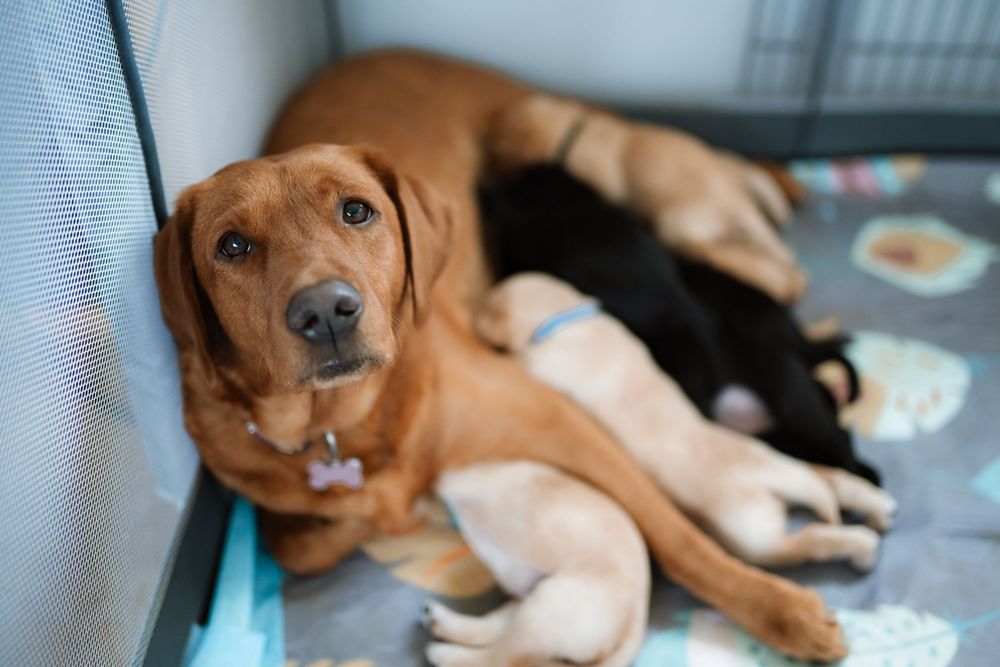 A brown hound dog rests on a blue couch with black and white puppies nursing beside it.