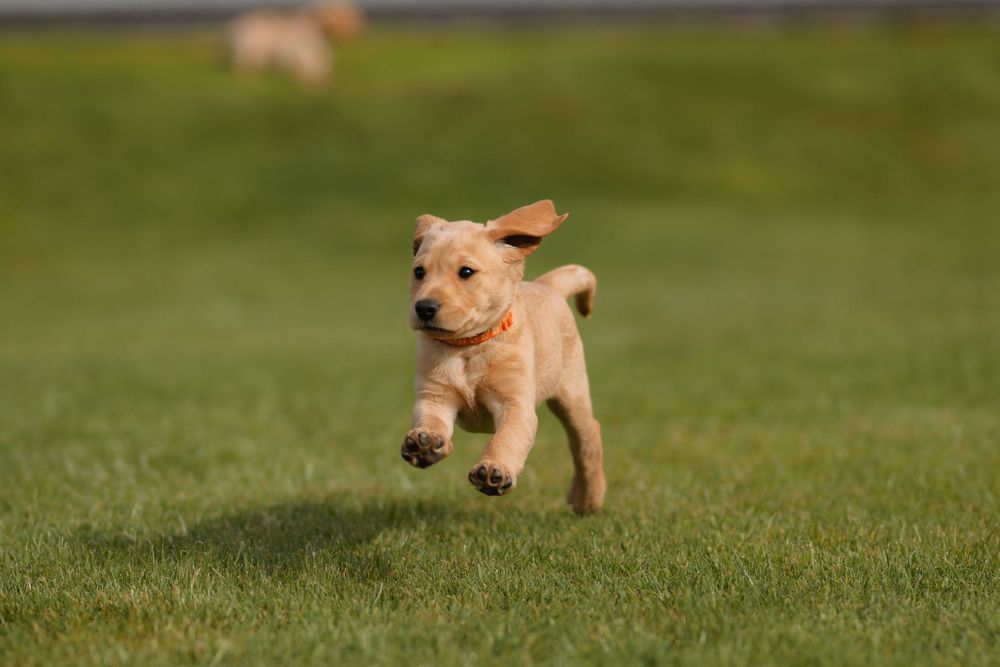 Golden retriever puppy joyfully running and jumping across green grass on a sunny day.