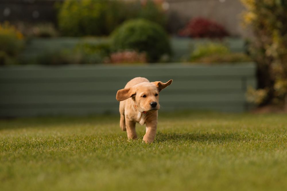 A playful yellow Labrador puppy runs across a green lawn in warm sunlight.