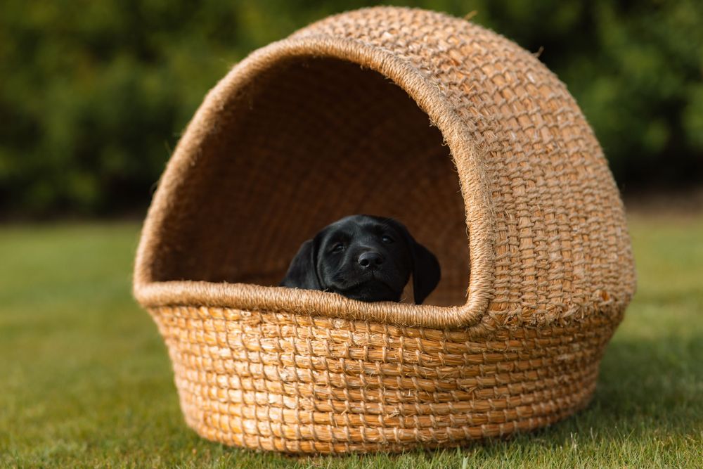 A black dog peeks out from inside a cozy woven basket pet house sitting on green grass.