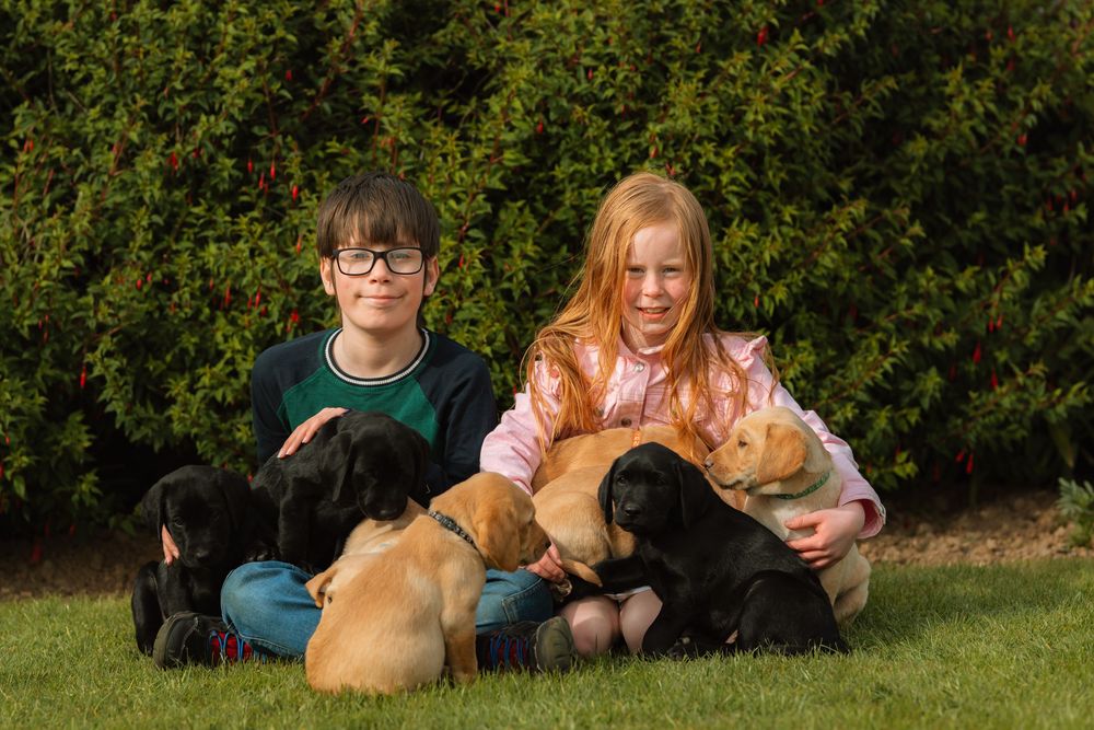 Two young people sitting on grass with four playful puppies on a sunny day outdoors.
