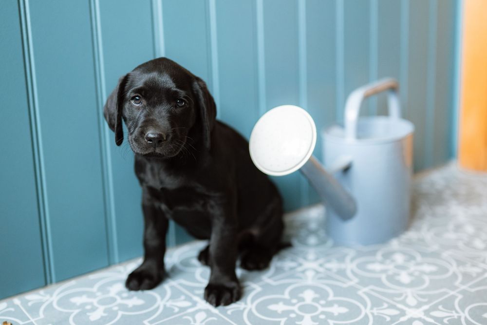 Adorable black Labrador puppy sitting on floral-patterned surface with white watering can in background.