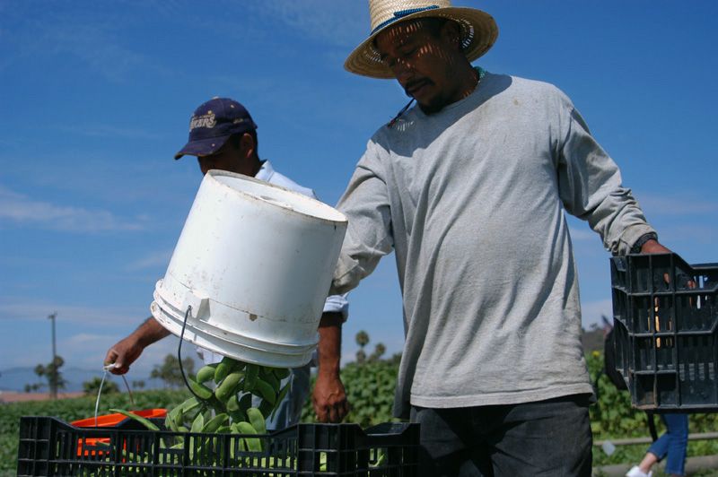 Picture story of a farmer with the American Dream in Oxnard, Calif., circa 2005.