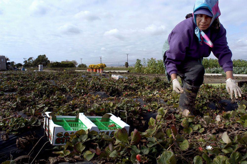 Oxnard, Calif. farmers circa 2003