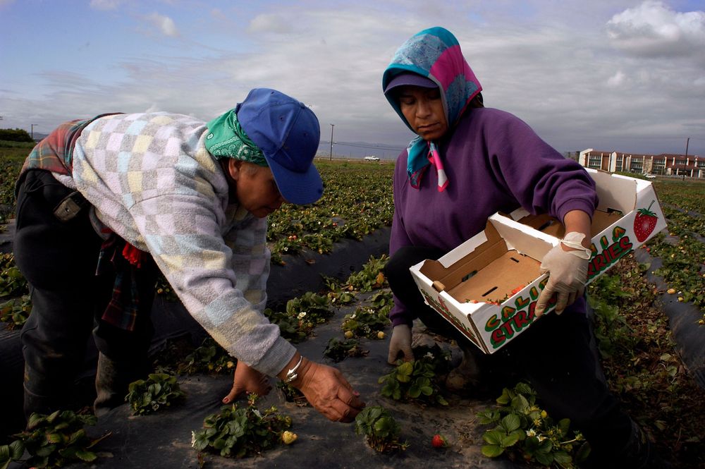 Oxnard, Calif. farmers circa 2003