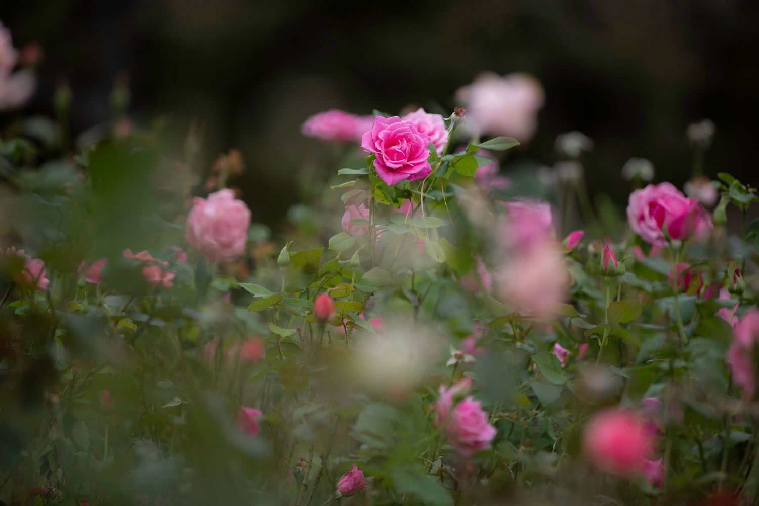 Vibrant pink roses blooming in a lush garden with soft focus background highlighting the central flower.