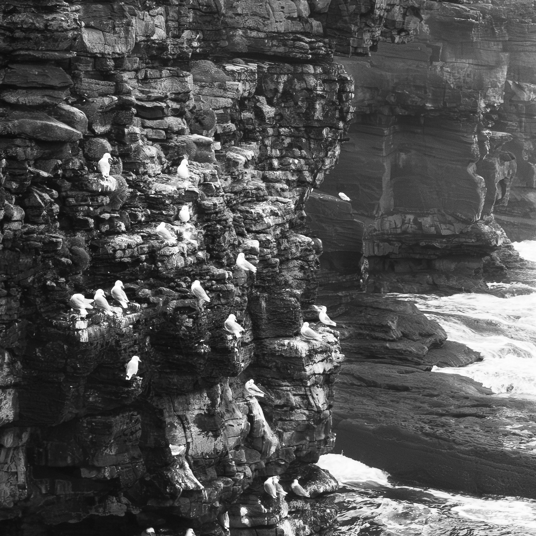 Black and white photo of seabirds nesting on dramatic rocky coastal cliffs above crashing ocean waves.