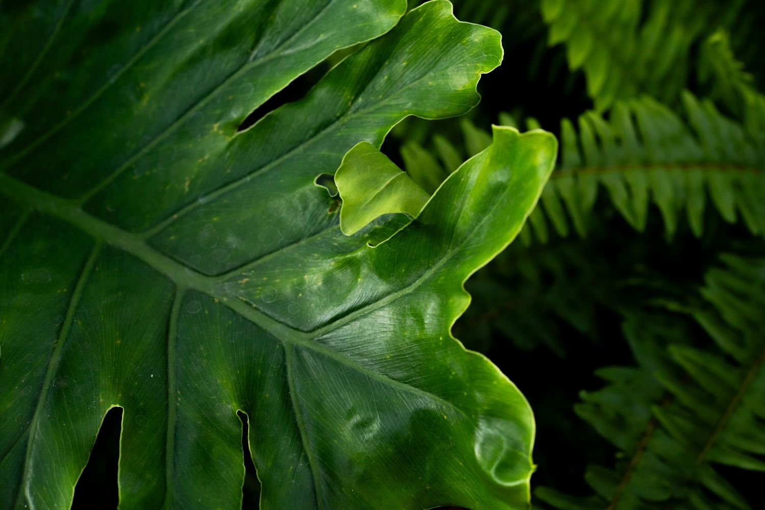 Close-up of a large tropical philodendron leaf with deep lobes, surrounded by lush green ferns in soft light.