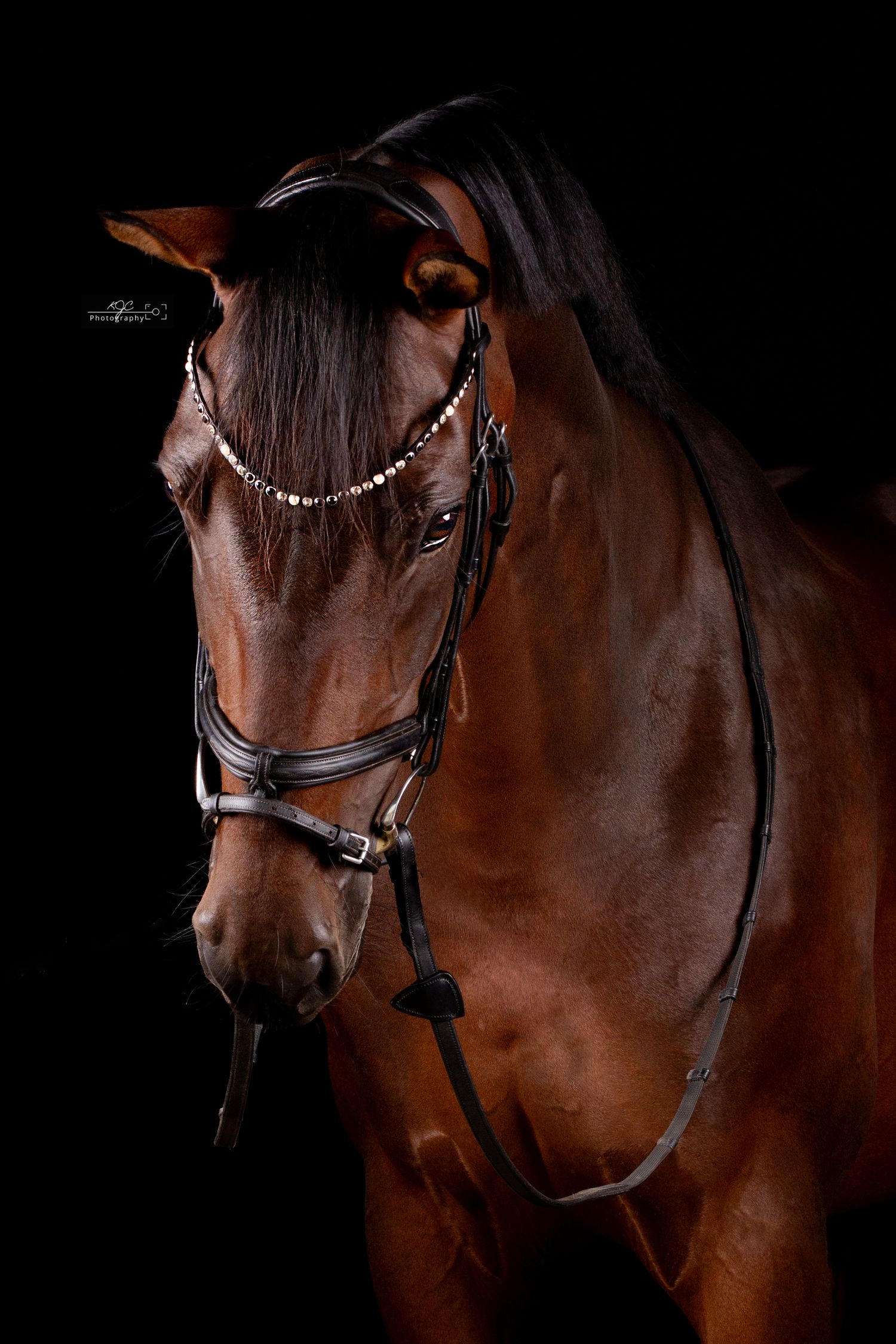 Prachtig koffievos kleurig paard wordt gefotografeerd in de mobiele studio tijdens een paarden fotoshoot. Kosten paarden fotoshoot.