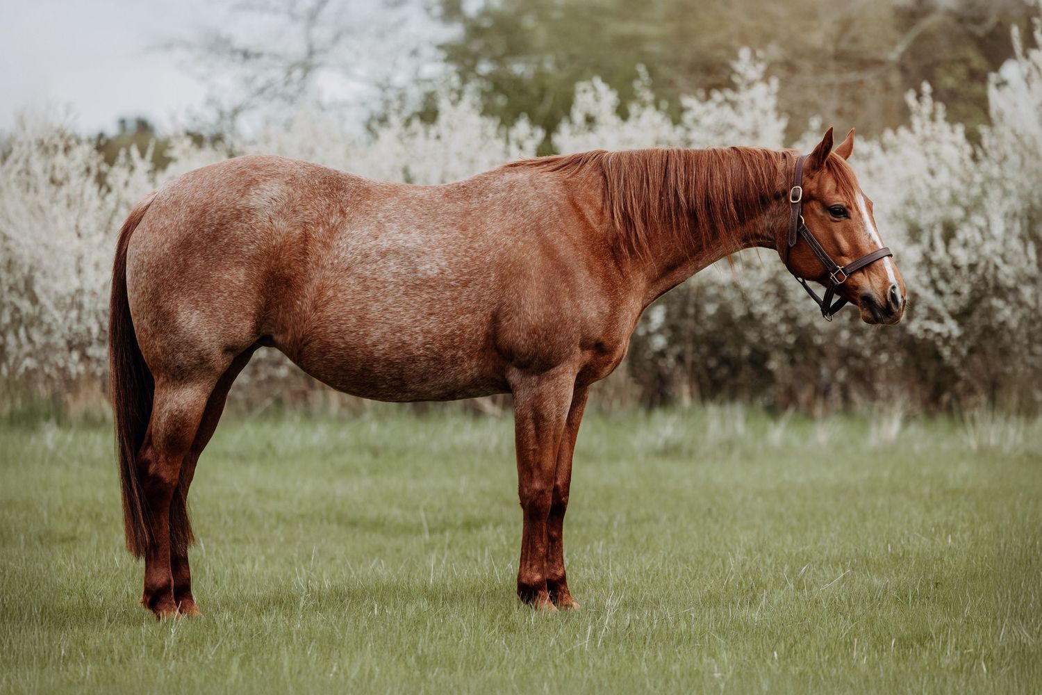 Equestrian brand photography showing mare’s conformation and expression