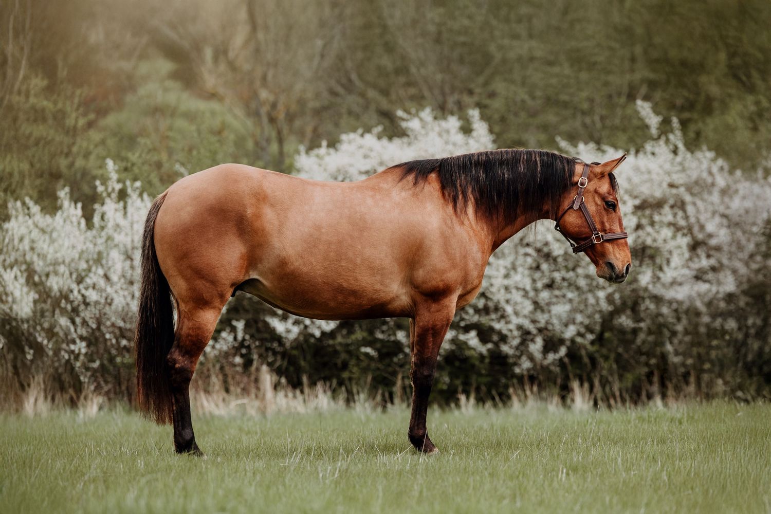 Quarter Horse broodmare standing in natural light during professional horse photoshoot.