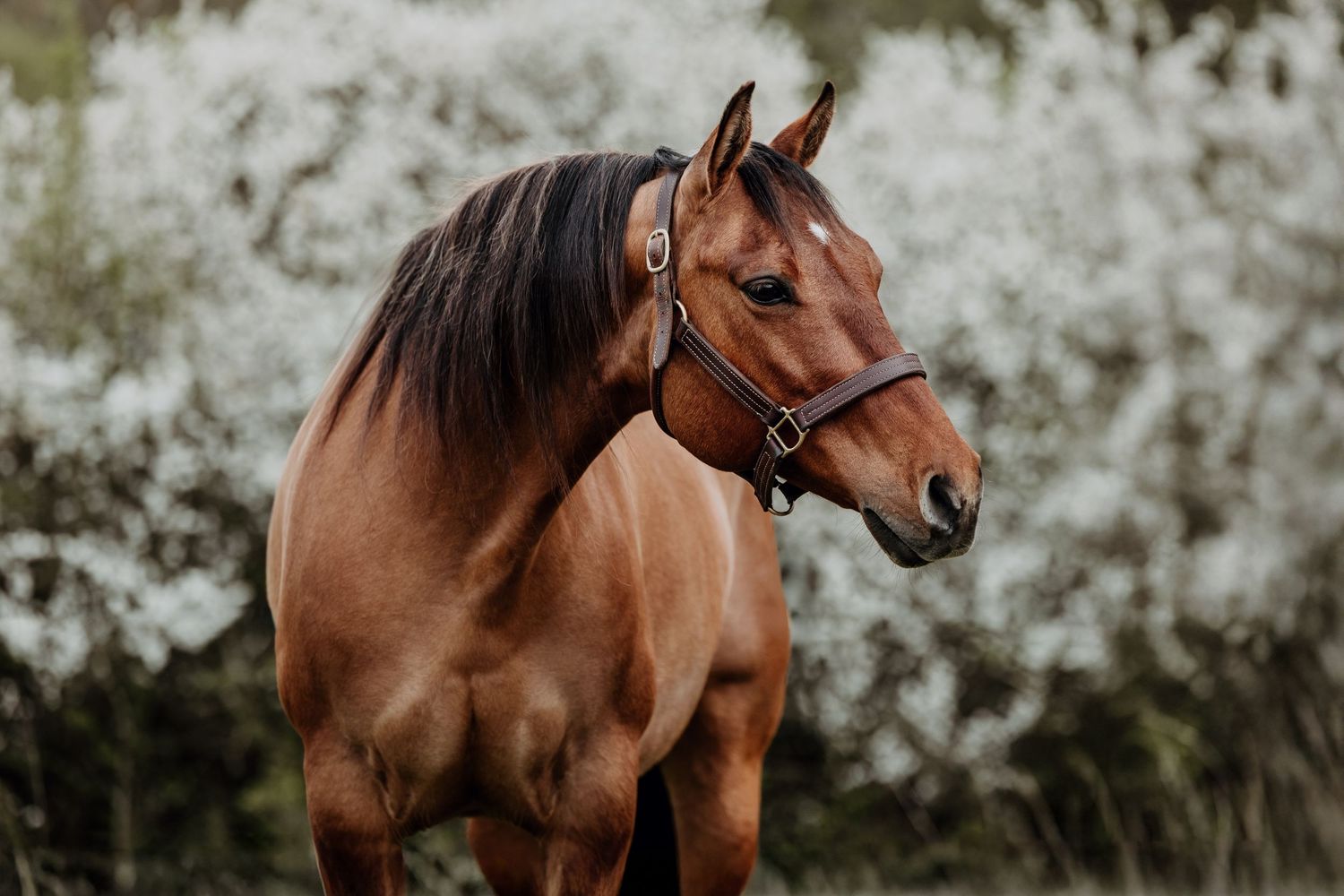 Dun quarter horse broodmare headshot portrait from professional horse photographer.