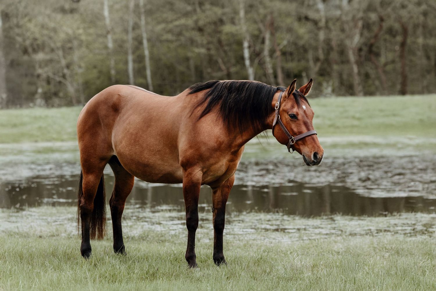 Professional broodmare portrait for equine breeding business