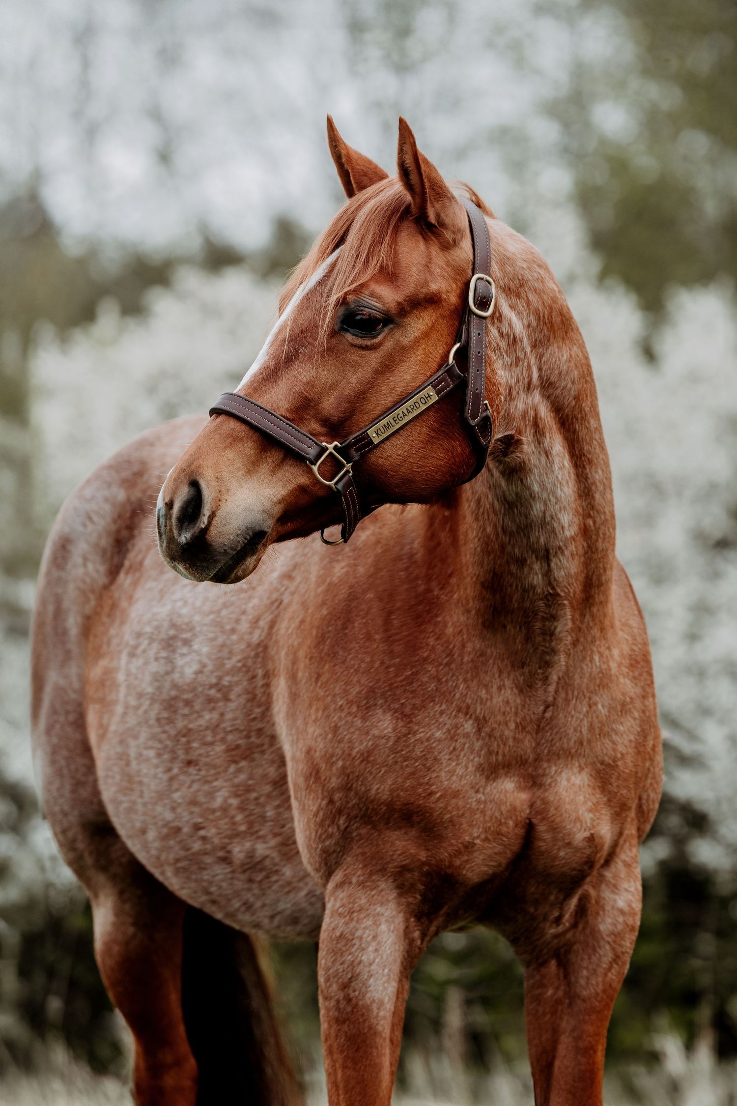 Portrait picture of a quarter horse broodmare.