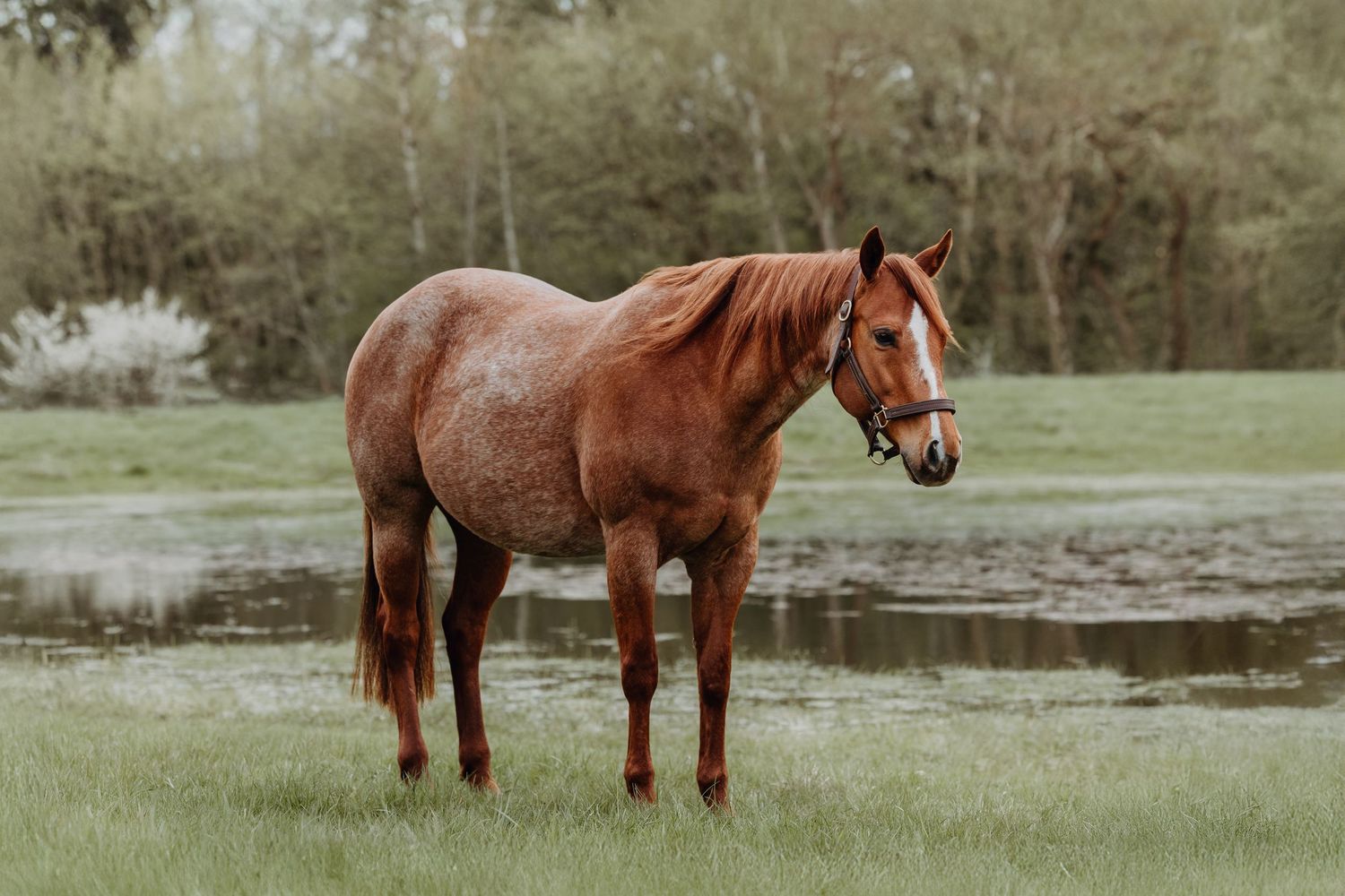 High-quality photo of quarterhorse mare for breeder portfolio