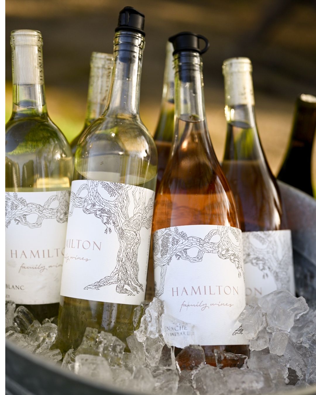 Wine bottles from Hamilton winery chilling on ice with elegant labels featuring tree designs in white and rose varieties.