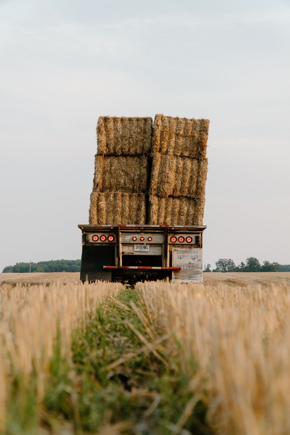 Hay bales stacked on wooden wagons stand in a golden wheat field during harvest season.
