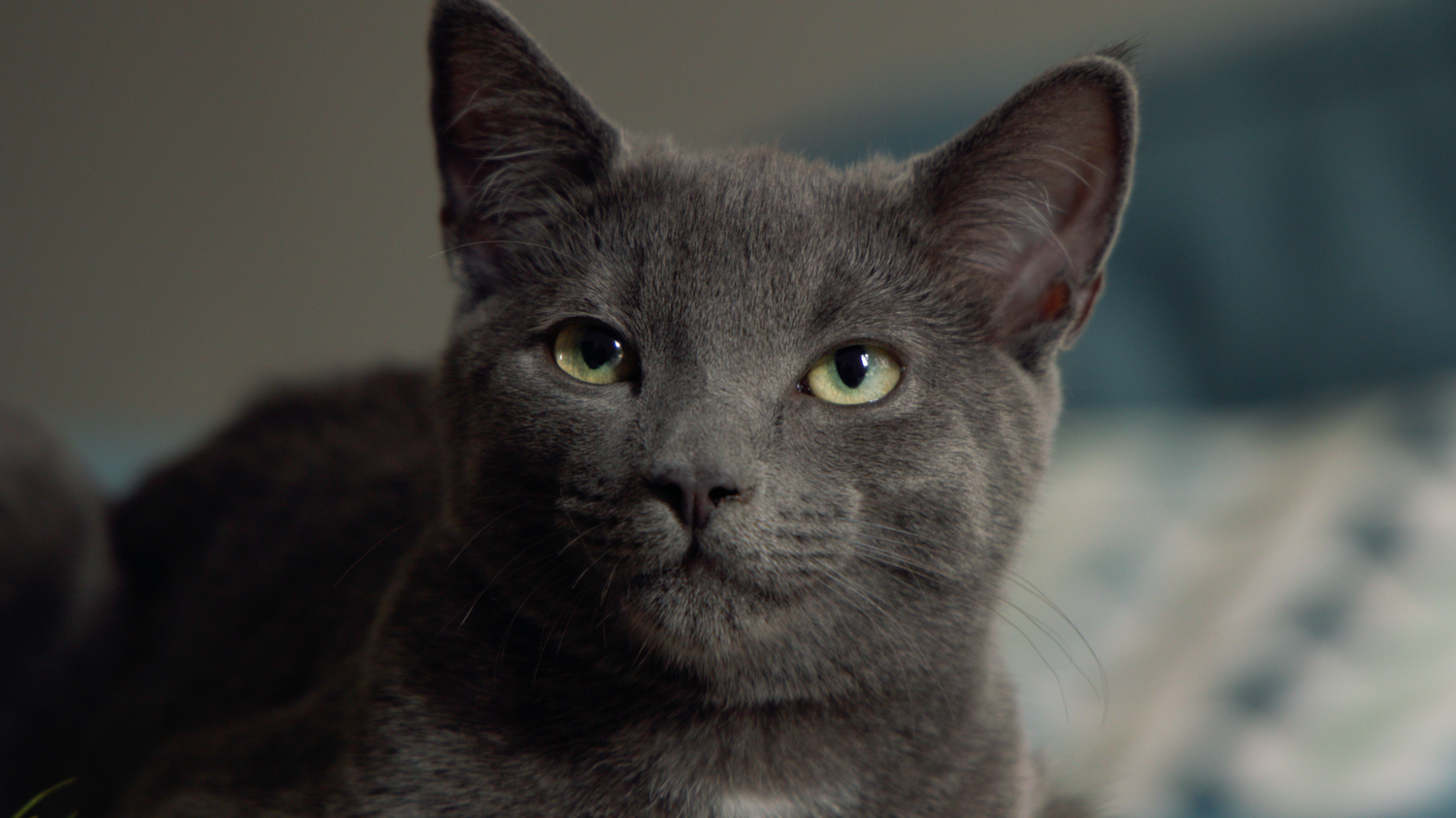 Close up of dark grey kitten looking up pet photo portrait
