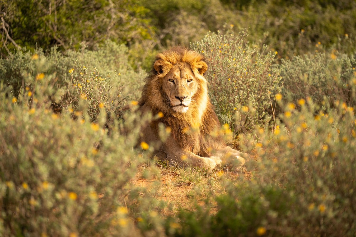 Male lion with golden mane rests in grassy savanna habitat during mid-morning sunshine.