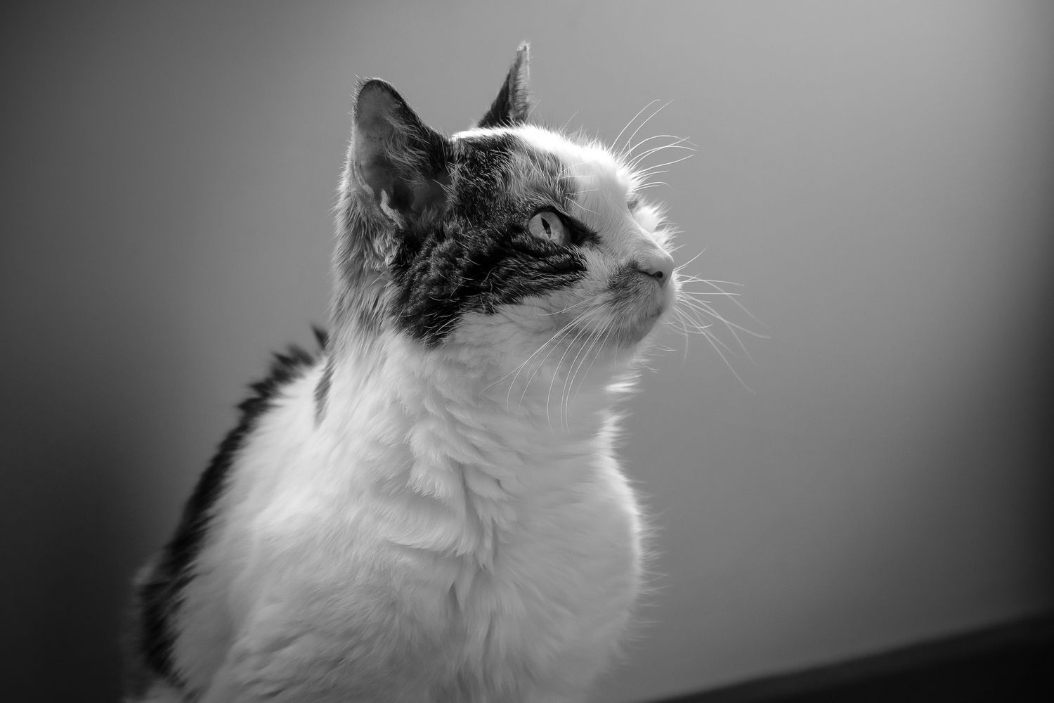 End of Life Cat Photoshoot