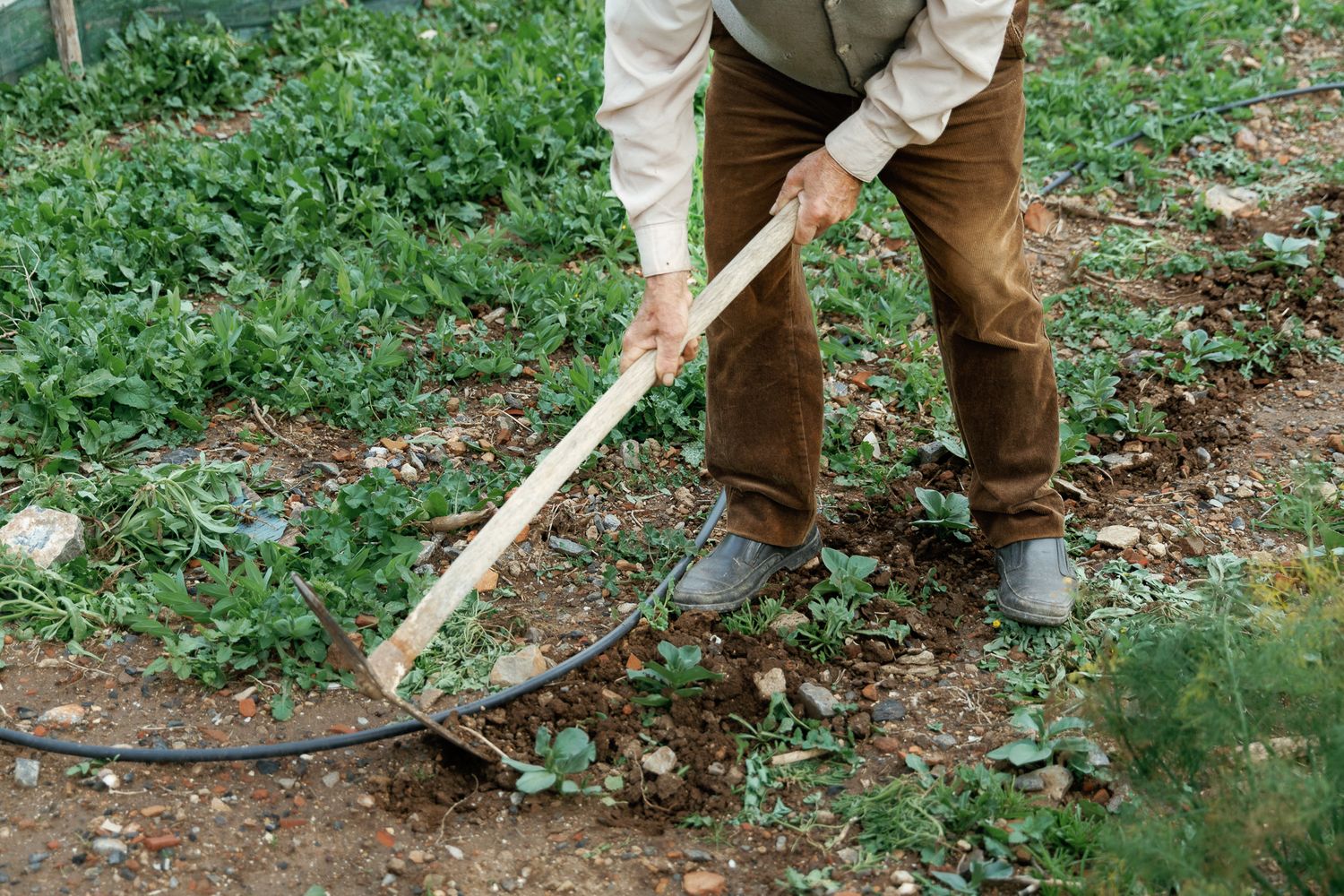 Close-up of farmer using hoe to cultivate soil in vegetable garden.