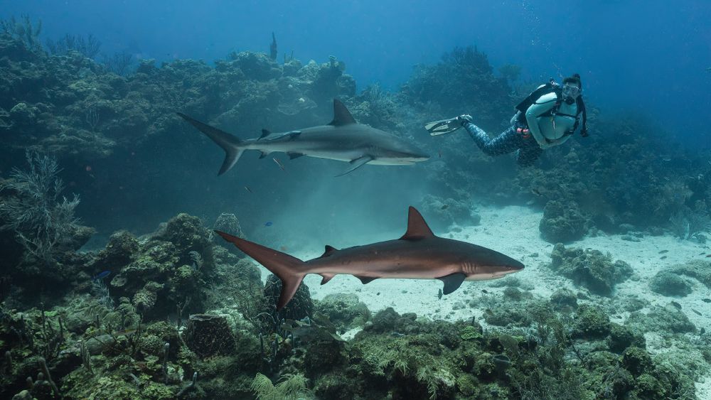 Underwater view of a Caribbean reef shark swimming gracefully near coral reef formations in clear blue water.