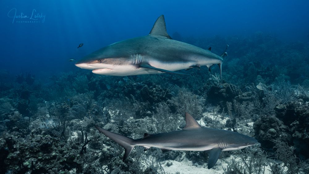 Two Caribbean reef sharks swimming over a coral reef in crystal clear blue ocean waters.