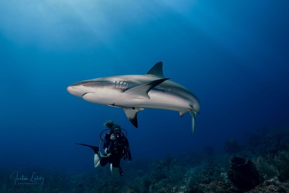 A large reef shark glides above a scuba diver near a vibrant coral reef in tropical waters.
