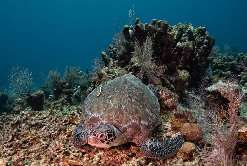 Colorful coral reef ecosystem with tropical fish swimming among vibrant soft corals and sea fans in crystal clear water.