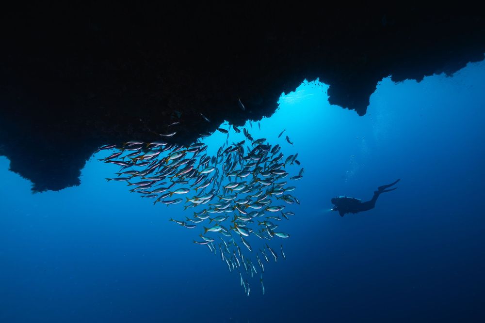 A school of small silver fish swimming together in deep blue ocean water as scuba divers observe from above.