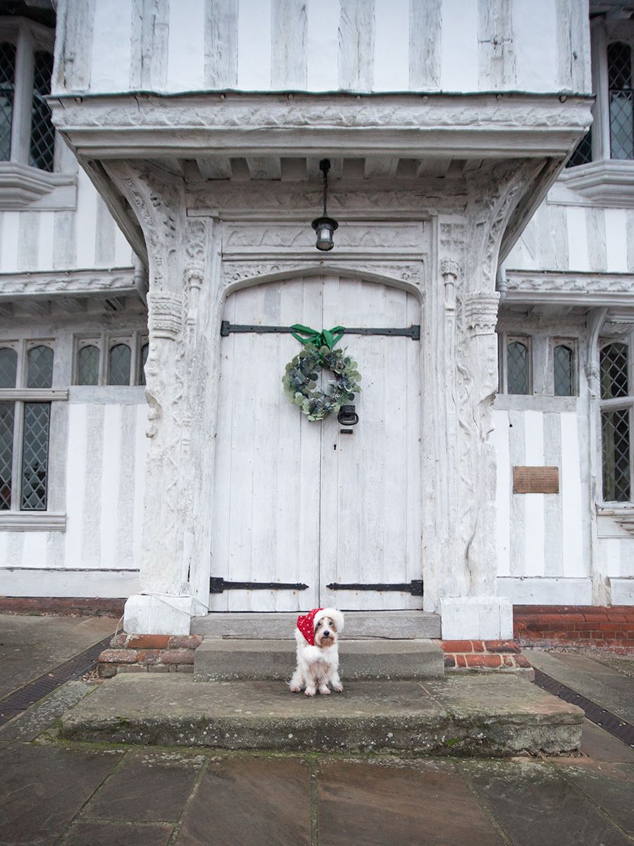 Benji the Jack Russell Terrier in Lavenham, Suffolk for his photo session taken by All Scene Images. Pet Photographer/ Dog Photographer.