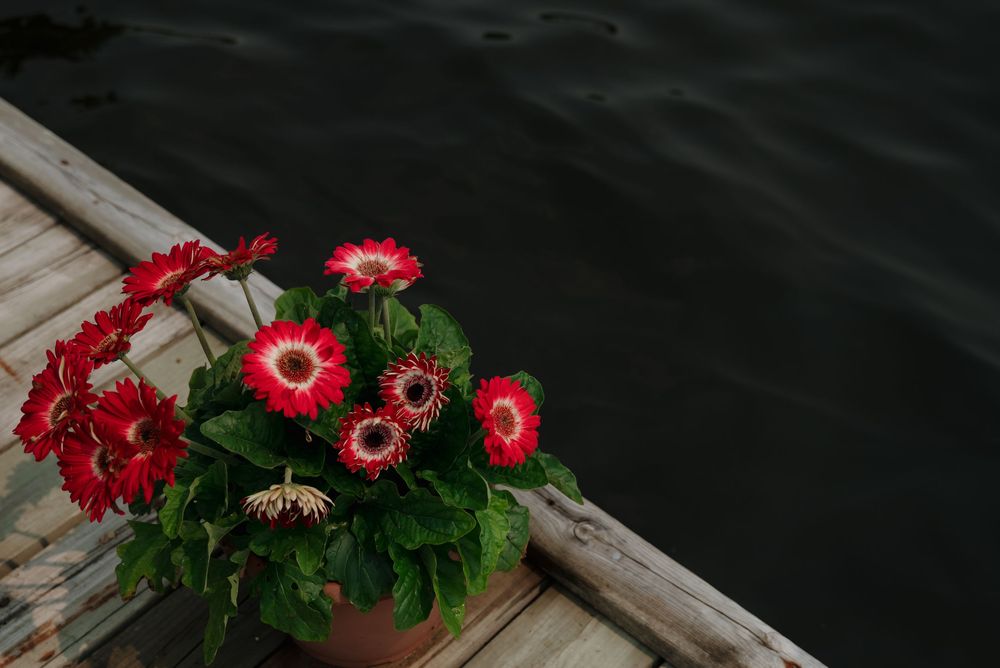 Vibrant red flowers decorate a wooden dock railing against dark water.