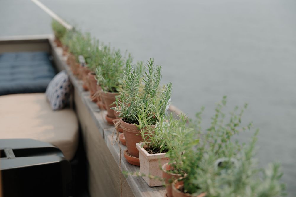 Row of potted herbs and greenery decorating a rustic outdoor space.