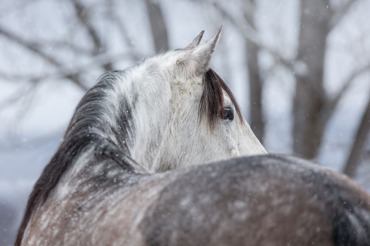 A close-up view of a majestic gray wolf's face with piercing eyes in a snowy winter setting.