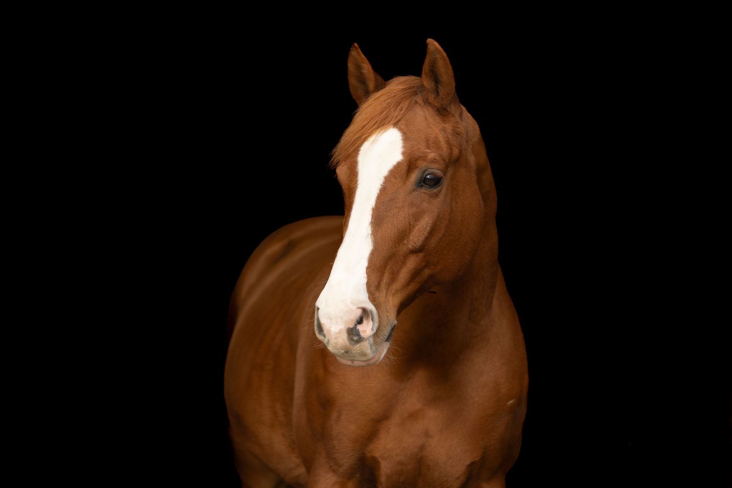 Blackfoto´s, paardenliefde, paarden, dierenliefde,